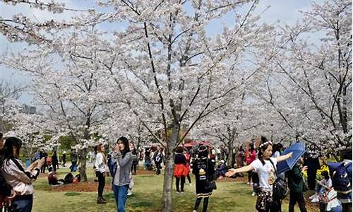 顾村公园樱花节老年人免票吗_顾村公园樱花节门票老人票